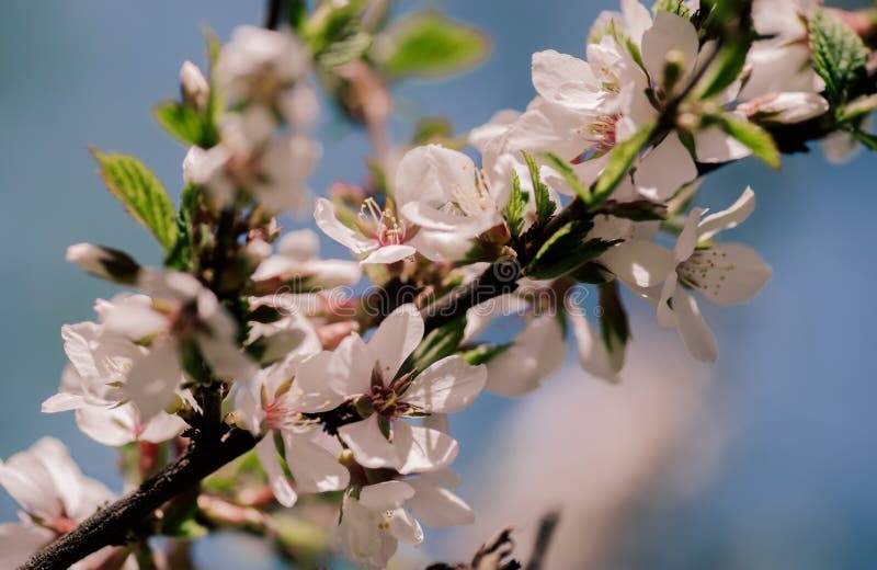 Den vita blomningblomman och rosa färger slår ut på en äppleträdfilial i spri arkivfoton Den vita blomningblomman och rosa färger slår ut på en äppleträdfilial i spri arkivfoton