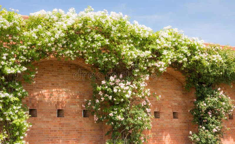 Den vita blomningvandraren steg på en tegelstenvägg arkivbild Den vita blomningvandraren steg på en tegelstenvägg arkivbild