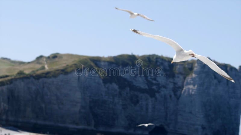 Den vita fiskmåsen flyger på bakgrund av det blåa havet med stenig kusthandling Flyg av den vita seagullen i klar himmel på bakgr royaltyfri fotografi Den vita fiskmåsen flyger på bakgrund av det blåa havet med stenig kusthandling Flyg av den vita seagullen i klar himmel på bakgr royaltyfri fotografi
