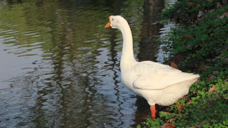 Den vita gåsen med det orange munanseendet bredvid dammet, är det en stor waterbird med en lång hals lager videofilmer