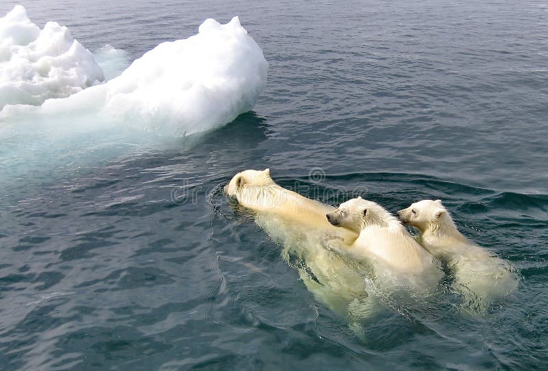 Den vita hon-björnen med gröngölingflötena i det Bering havet En isbjörn, en nordlig björn, en umkaLat Ursusmaritimus arkivbilder Den vita hon-björnen med gröngölingflötena i det Bering havet En isbjörn, en nordlig björn, en umkaLat Ursusmaritimus arkivbilder