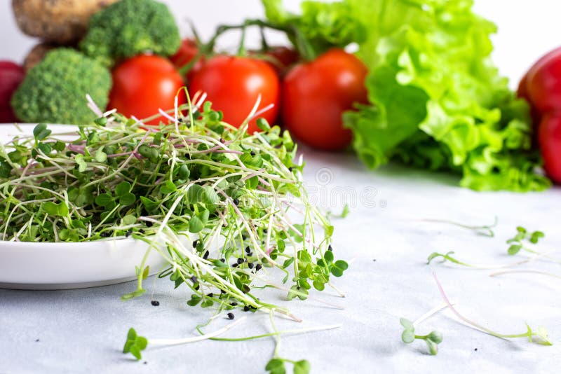 Den vita plattan med färska mikrogreens finns på en vit plåt med gröna och röda vegetabiliska produkter