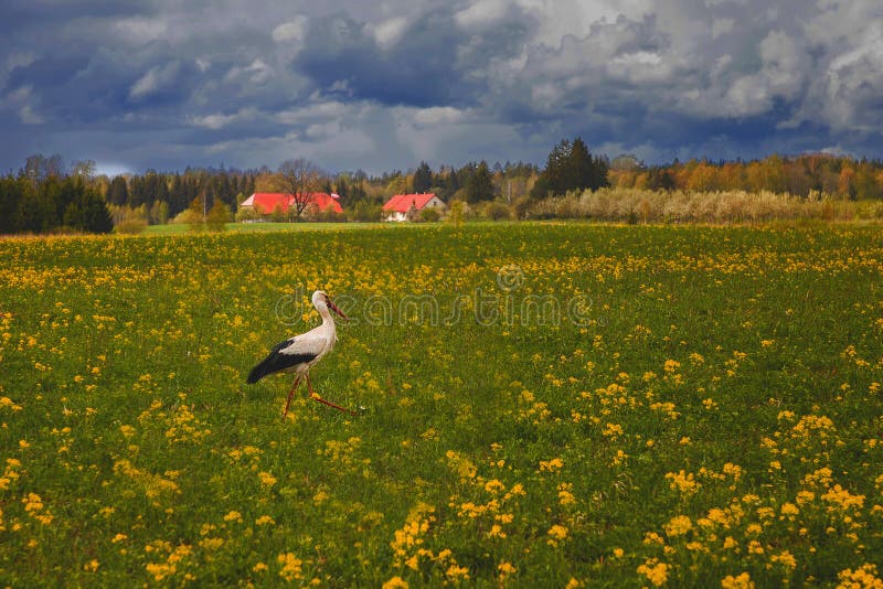 Den vita storken g?r ?ver gr?nt gr?s royaltyfri bild Den vita storken g?r ?ver gr?nt gr?s royaltyfri bild