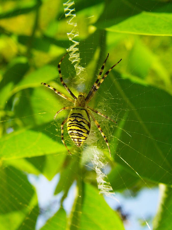 Den Wasp spindeln på arbetsplatsen som skapar en spiderwebArgiope, bruen arkivbild Den Wasp spindeln på arbetsplatsen som skapar en spiderwebArgiope, bruen arkivbild