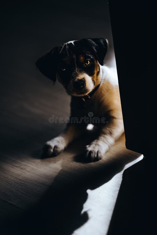 Den älskvärda valpen ser söt Fullblods- Jack Russell terrier royaltyfri fotografi Den älskvärda valpen ser söt Fullblods- Jack Russell terrier royaltyfri fotografi