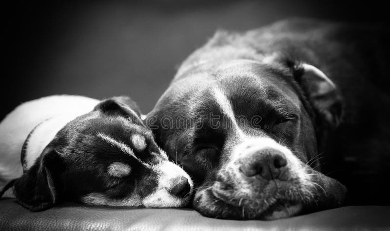 Den älskvärda valpen ser söt Fullblods- Jack Russell terrier arkivfoto Den älskvärda valpen ser söt Fullblods- Jack Russell terrier arkivfoto
