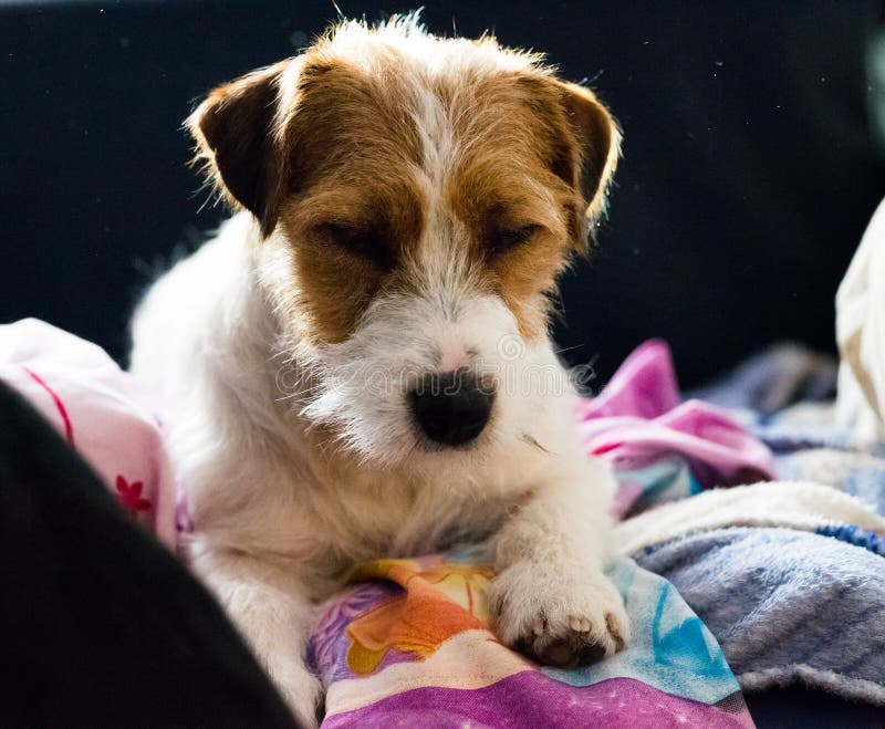 Den älskvärda valpen ser den söta fullblods- stålarrussell terriern kelade till en stor hund fotografering för bildbyråer Den älskvärda valpen ser den söta fullblods- stålarrussell terriern kelade till en stor hund fotografering för bildbyråer