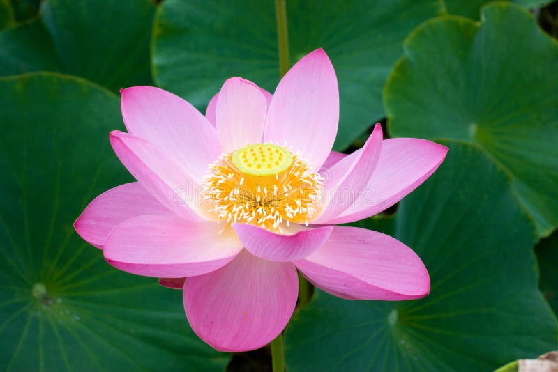 Den östliga blomman Lotus ska öppna royaltyfria bilder Den östliga blomman Lotus ska öppna royaltyfria bilder