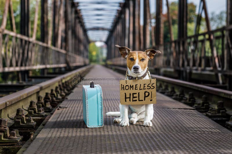 Den övergav borttappat och hemlöns dog arkivfoto Den övergav borttappat och hemlöns dog arkivfoto