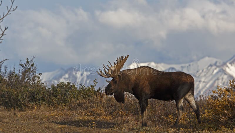 A moose walks by in Denali National Park. A moose walks by in Denali National Park