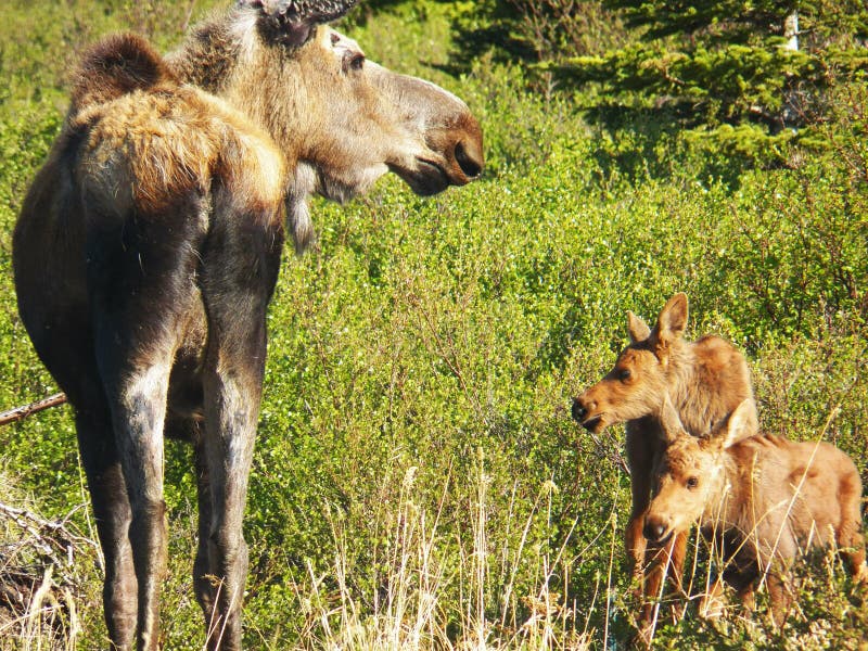 Denali National Park