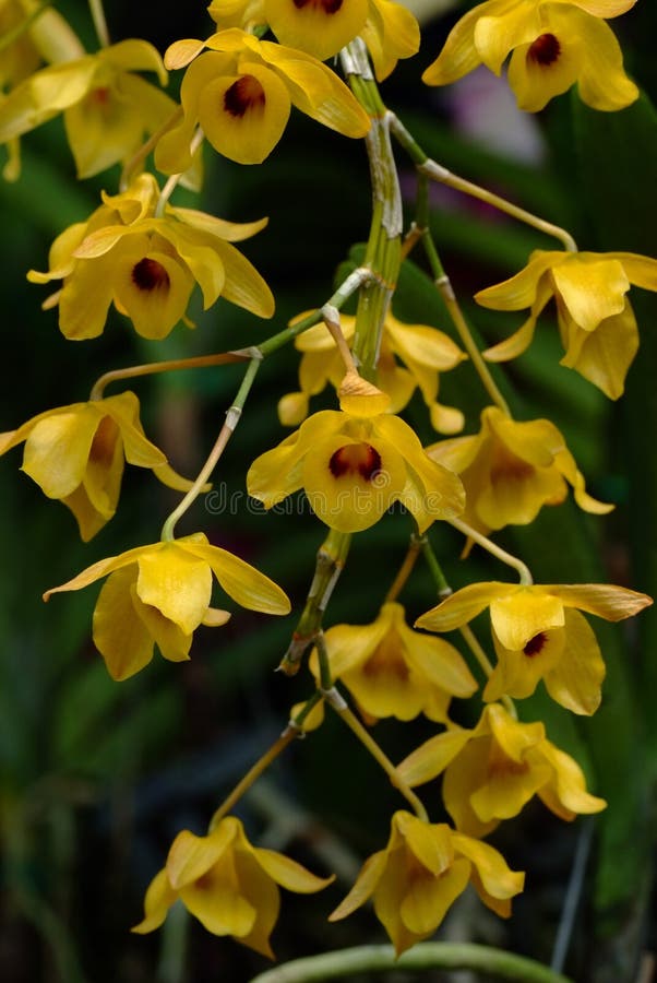Dendrobium densiflorum,  is a species of epiphytic or lithophytic orchid that is native to Asia. It has club-shaped stems, three or four leathery leaves and densely flowered. Dendrobium densiflorum,  is a species of epiphytic or lithophytic orchid that is native to Asia. It has club-shaped stems, three or four leathery leaves and densely flowered