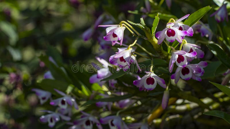 Dendrobium Nobile Olho Da Boneca De Orquidea Imagem de Stock - Imagem de  folha, beleza: 123600537