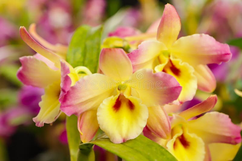 Dendrobium Nobile Orchid Flower Stock Image - Image of beauty, botany:  227205721