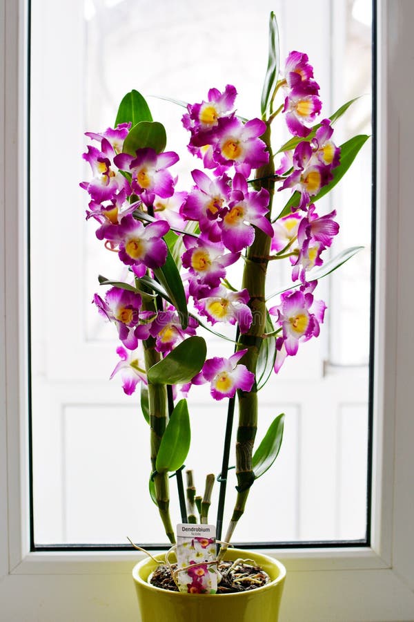 Dendrobium Nobile Violet Orchid in front of window