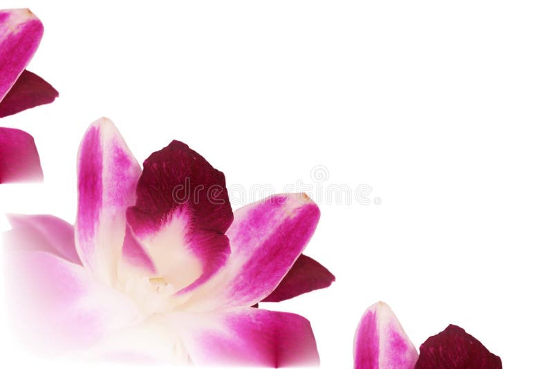 Dendrobium Orchid Lei Abstract Stock Image Image Of Fragile Nature