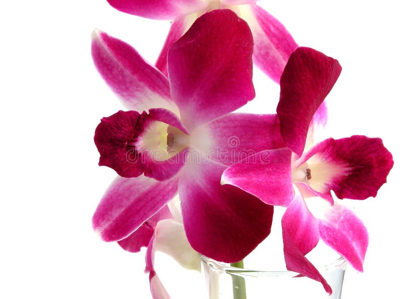 Dendrobium-Orchidee stockbilder Dendrobium-Orchidee stockbilder