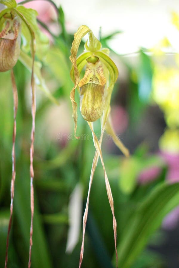 Dendrobium Tetragonum Var Orquídea Gigantesca Imagen de archivo - Imagen de  flor, espeluznante: 162780845