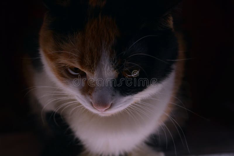 Denfärgade katten ser ut ur mörkret royaltyfri bild Denfärgade katten ser ut ur mörkret royaltyfri bild