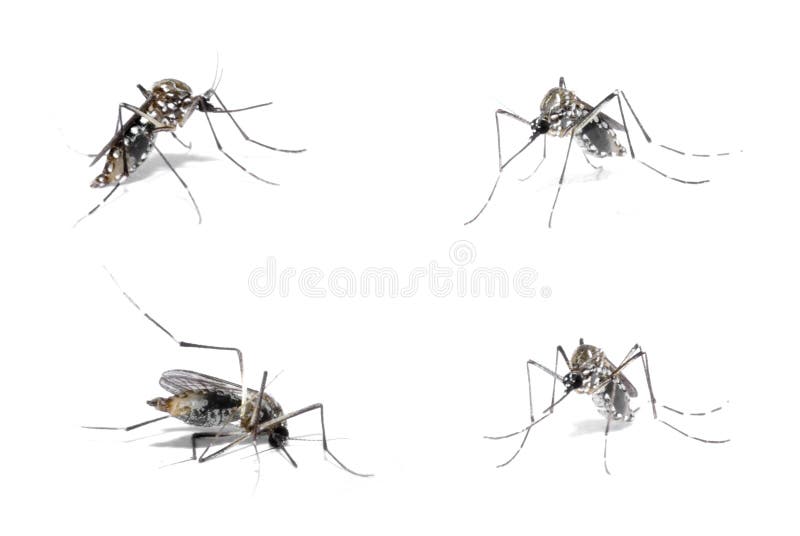 Dengue Host stock image. Image of disease, aegipty, insect 5734977