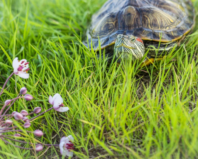 Dengå i ax sköldpaddan vilar på land Trachemys scripta arkivfoto Dengå i ax sköldpaddan vilar på land Trachemys scripta arkivfoto
