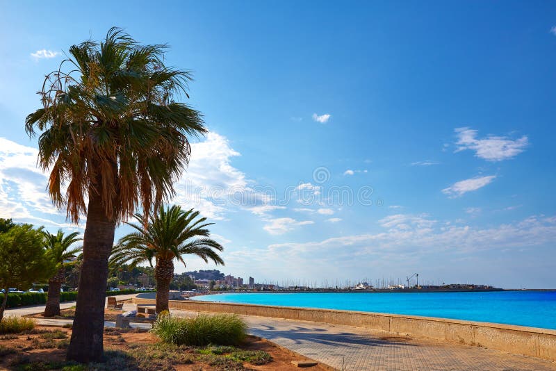 Denia palm trees in Marineta Casiana beach