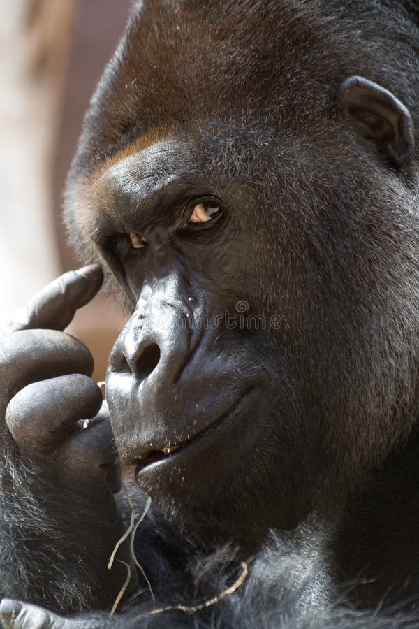 Denk denk denk (gorilla)