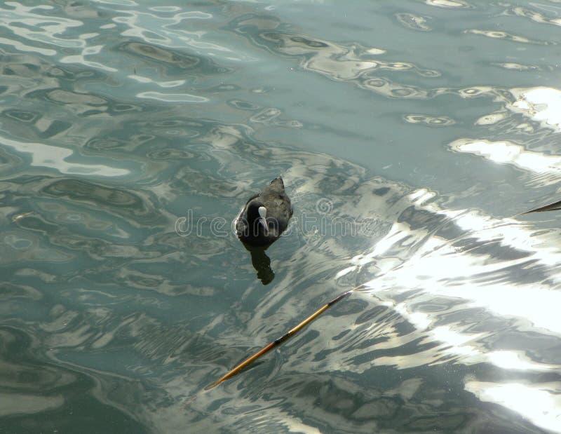 Denmark, Copenhagen, the Lakes (Sankt Jorgens S), duck in the lake 8.08.2019