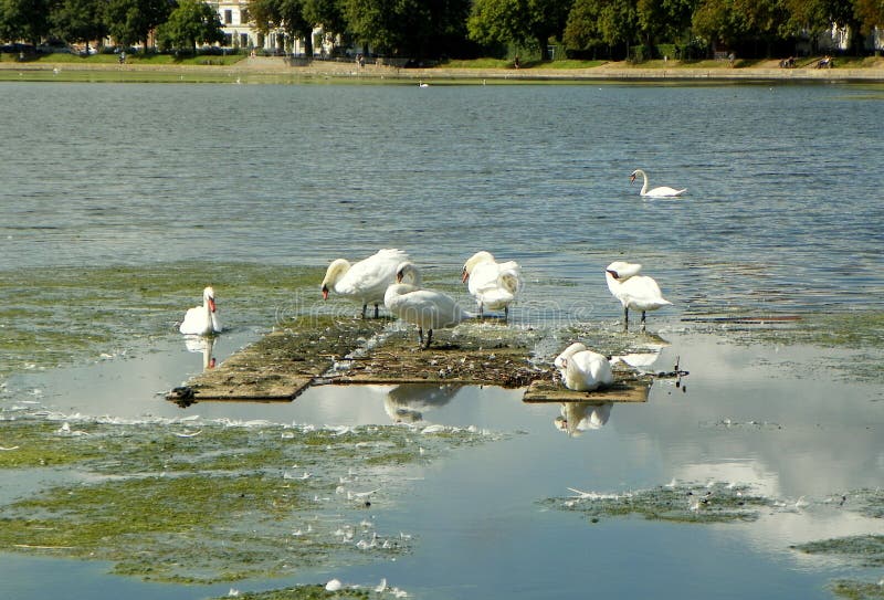 Denmark, Copenhagen, Sortedam Lake, flock of swans on vacation 9.08.2019