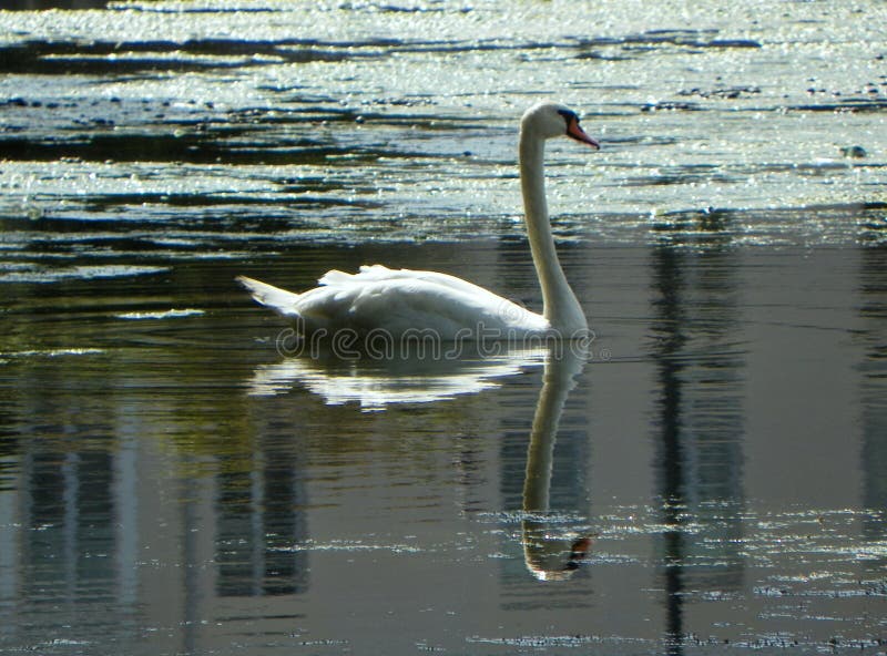 Denmark, Copenhagen, Sortedam Lake, swan in the waters of the lake 9.08.2019