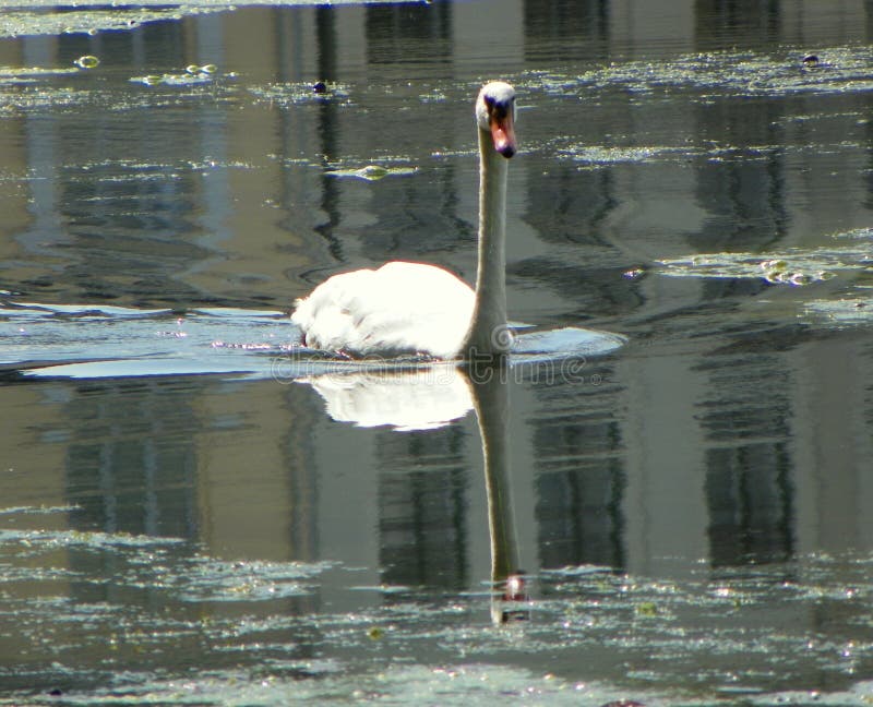 Denmark, Copenhagen, Sortedam Lake, swan in the waters of the lake 9.08.2019