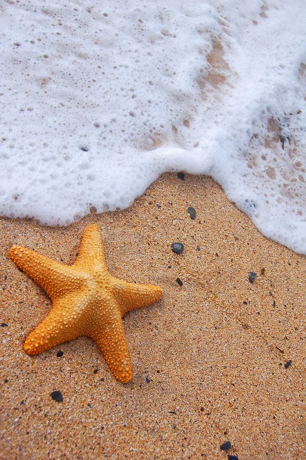 A starfish with sea foam. A starfish with sea foam