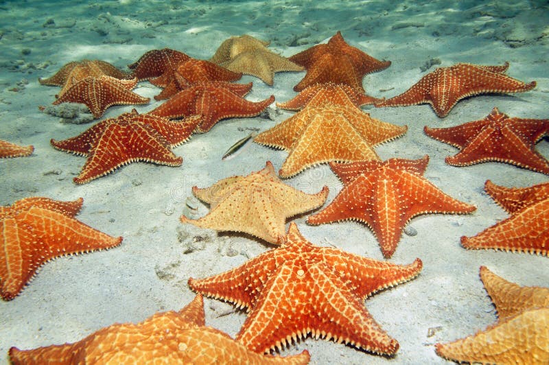 Denne gwiazdy na piaskowatej ocean podłoga