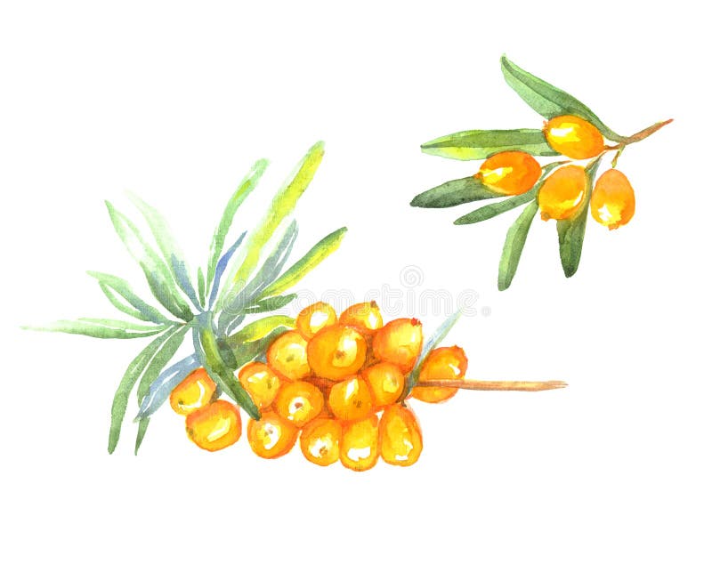 Dennego buckthorn gałąź z dojrzałymi jagodami royalty ilustracja Dennego buckthorn gałąź z dojrzałymi jagodami royalty ilustracja