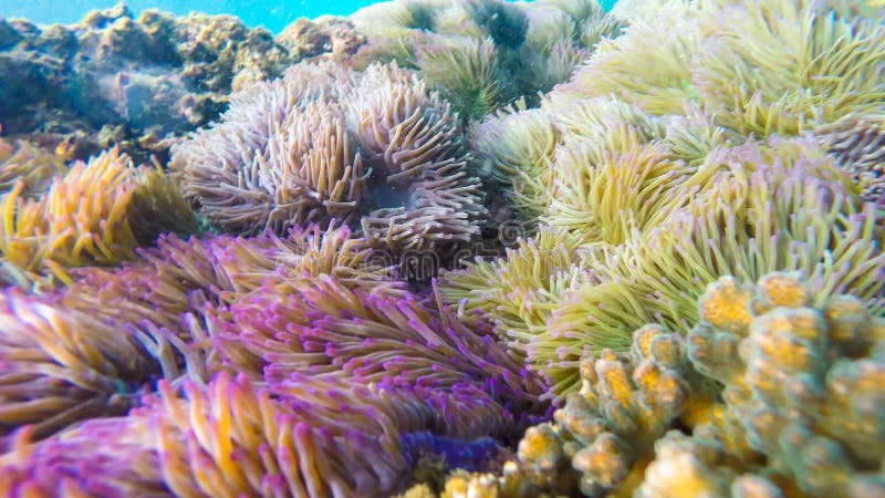 Denni anemony i clownfish zakładają w rafa koralowa terenie obrazy stock Denni anemony i clownfish zakładają w rafa koralowa terenie obrazy stock