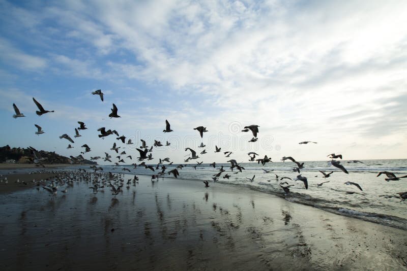 Loads of Sea gulls on coast. Loads of Sea gulls on coast