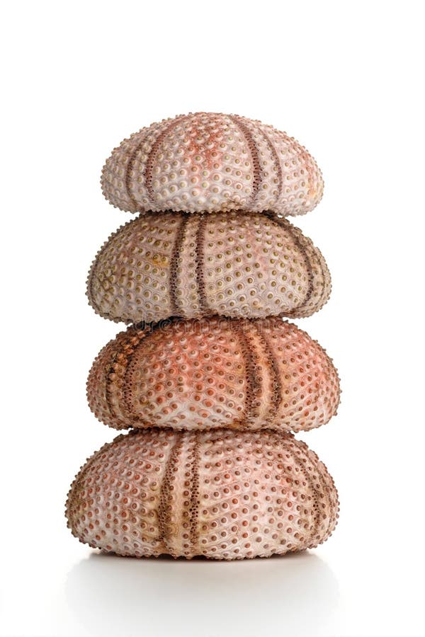 Four sea urchin shells stacked upon each other on white background. Four sea urchin shells stacked upon each other on white background