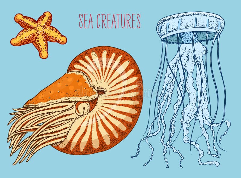 Denny istota łodzika pompilius, jellyfish i rozgwiazda, shellfish, mollusk lub milczek grawerująca ręka rysująca w starym nakreśl royalty ilustracja Denny istota łodzika pompilius, jellyfish i rozgwiazda, shellfish, mollusk lub milczek grawerująca ręka rysująca w starym nakreśl royalty ilustracja