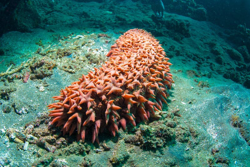 Bright red sea cucumber (Holothuroidea), Bali, Indonesia. Bright red sea cucumber (Holothuroidea), Bali, Indonesia