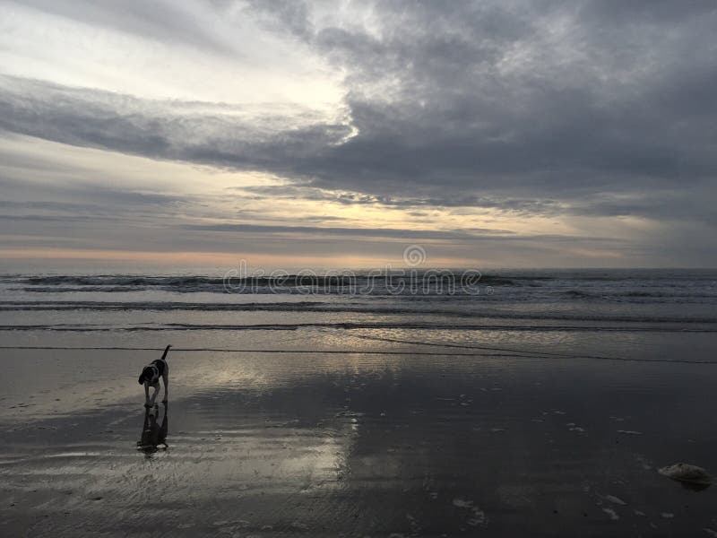 Reflective dog coming from the sea at Barmouth wales. A grey stormy sunset sky is behind but the beach acts like a mirror. Reflective dog coming from the sea at Barmouth wales. A grey stormy sunset sky is behind but the beach acts like a mirror