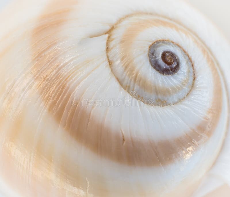 Sea shell swirl. Macro shot. Sea shell swirl. Macro shot.