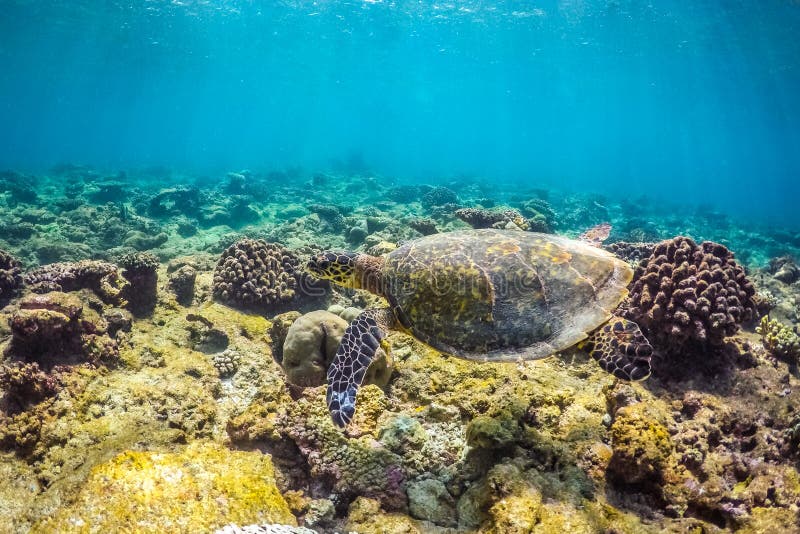 Denny żółw i piękna podwodna scena z morskim życiem w świetle słonecznym w błękitnym morzu Maldives podwodny raj fotografia stock Denny żółw i piękna podwodna scena z morskim życiem w świetle słonecznym w błękitnym morzu Maldives podwodny raj fotografia stock