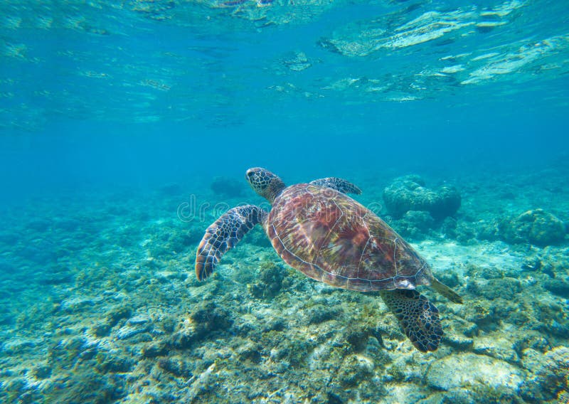 Denny żółw w wodzie Pływacki denny żółw w błękitne wody Dennego tortoise snorkeling fotografia zdjęcia royalty free Denny żółw w wodzie Pływacki denny żółw w błękitne wody Dennego tortoise snorkeling fotografia zdjęcia royalty free