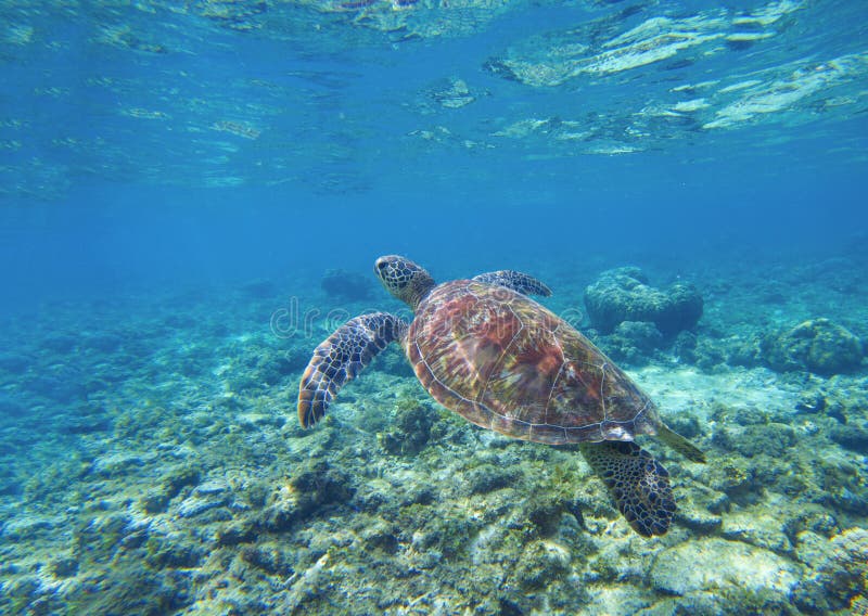 Denny żółw w wodzie Pływacki denny żółw w błękitne wody Dennego tortoise snorkeling fotografia obrazy stock Denny żółw w wodzie Pływacki denny żółw w błękitne wody Dennego tortoise snorkeling fotografia obrazy stock