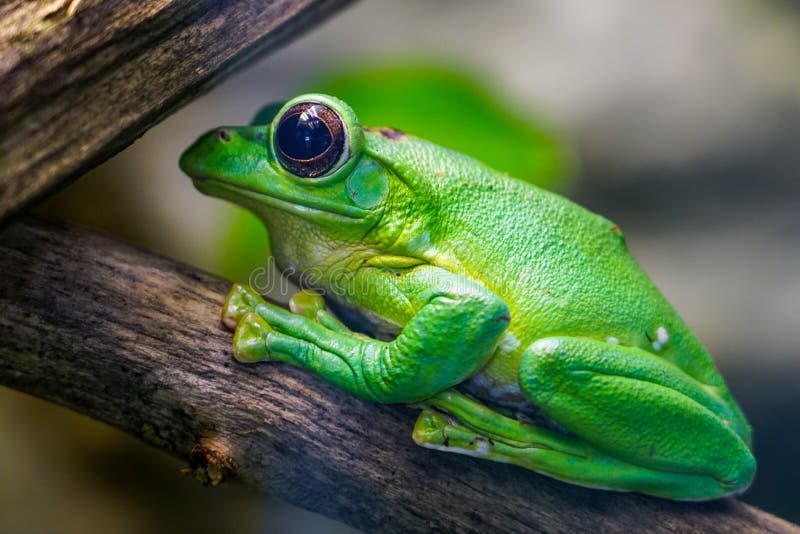 Dennys giant tree frog posing in profile royalty free stock photo.