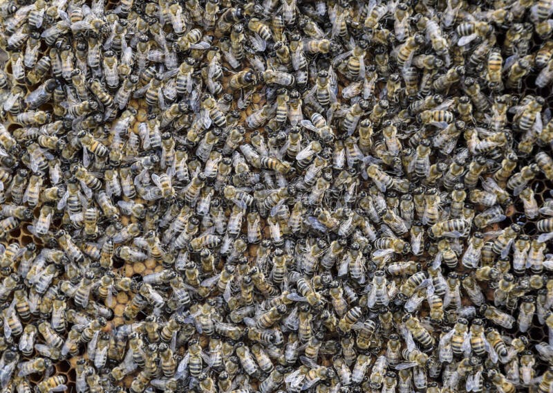 A dense cluster of swarms of bees in the nest. Working bees, drones and uterus in a swarm of bees. Honey bee. Accumulation of inse stock photos A dense cluster of swarms of bees in the nest. Working bees, drones and uterus in a swarm of bees. Honey bee. Accumulation of inse stock photos