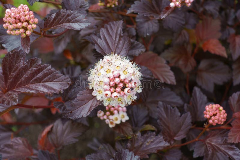Dense clusters of flowers and buds of purple-leaved Physocarpus opulifolius in May