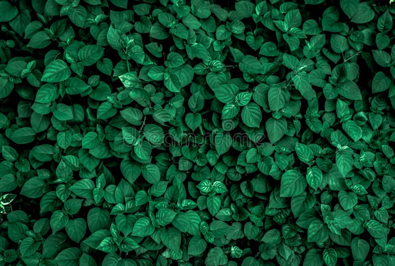 Dense Dark Green Leaves in the Garden. Emerald Green Leaf Texture ...