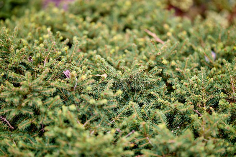 Dense evergreen foliage close-up with lush green needle leaves stock photos