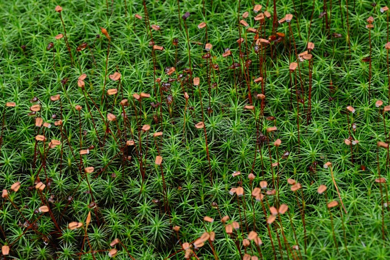 Dense foliage of haircap moss, latin name Polytrichum, possibly Polytrichum Commune, growing on peatland